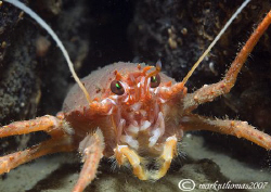 Squat lobster.
Loch Nevis, Scotland.
60mm. by Mark Thomas 
